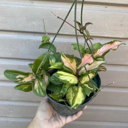 6” hoya carnosa variegata