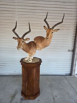 Beautiful Impala Taxidermy