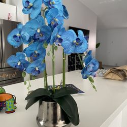 Blue Orchid