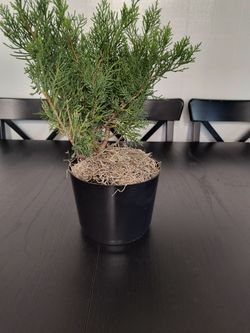 1-6"- Palm  Beaucarnea & 1-6"- Cylinder continer