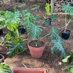 House Plants