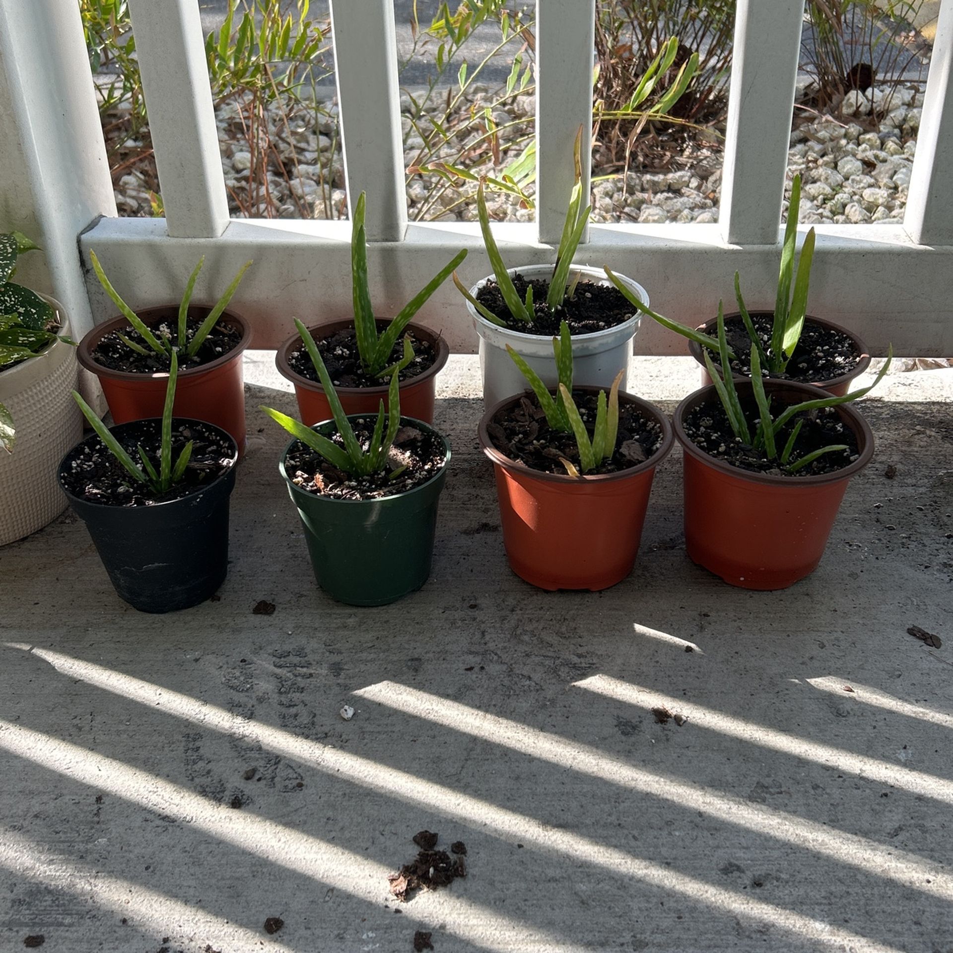 Aloe plant