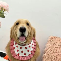 Dog clothes