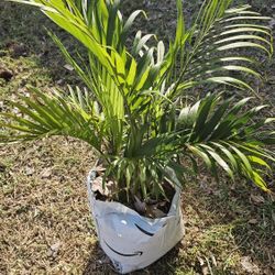 Palm In 1 Gal Pot