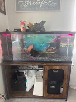 65 gallon fish tank with tank furniture including oscar fish