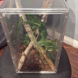 Crested Gecko Reptile Enclosure