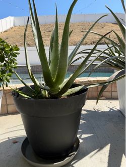 Aloe vera with pot