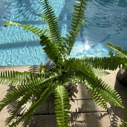 MEDIUM SIZE FERN