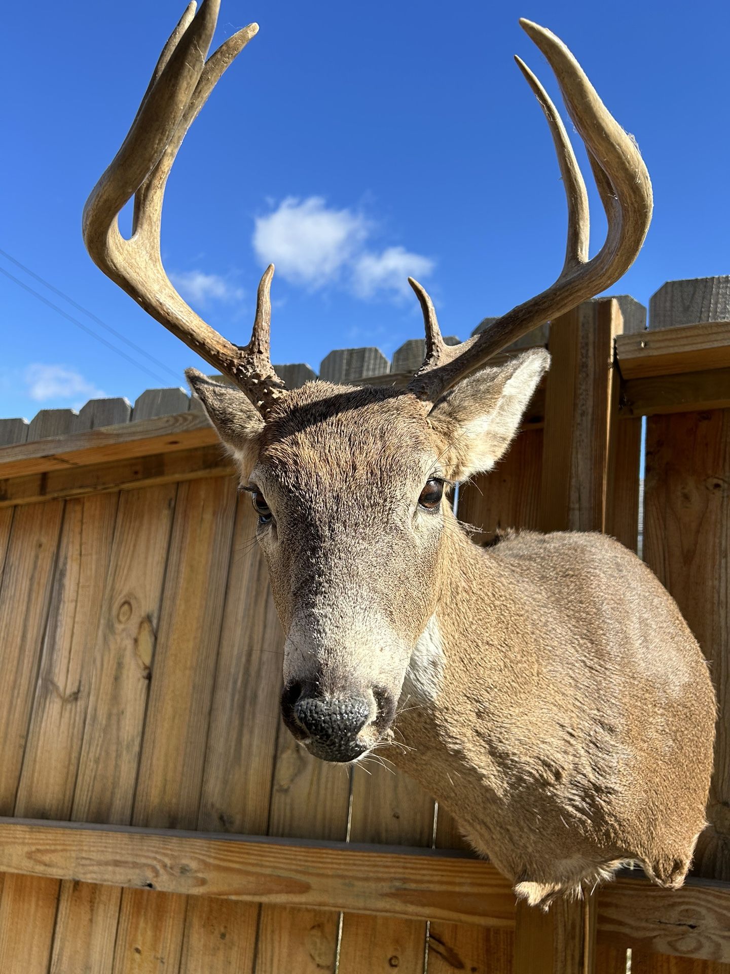 Taxidermy Deer & Antelope 