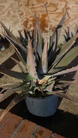 Aloe ,,,,savila