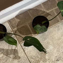 Philodendron  Gloriosum Plants