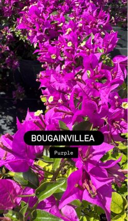 💜 Purple Bougainvillea