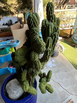 Crested cactus TPMC