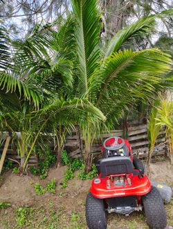 Coconut trees for sale