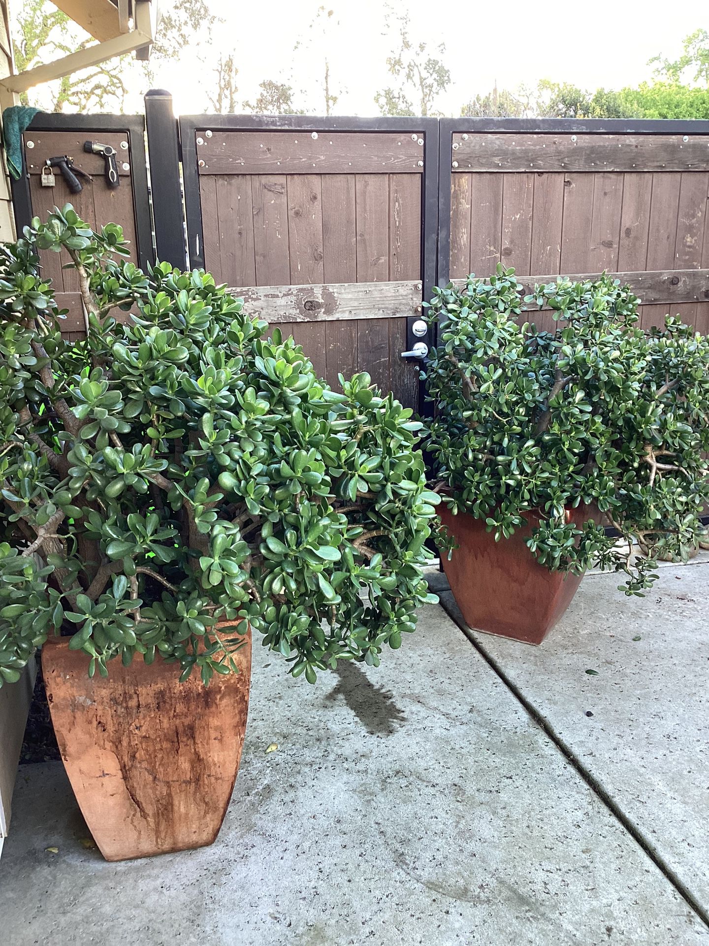 gigantic jade Plant /Lucky plant/money plants in ceramic pots  2 available $450 each 