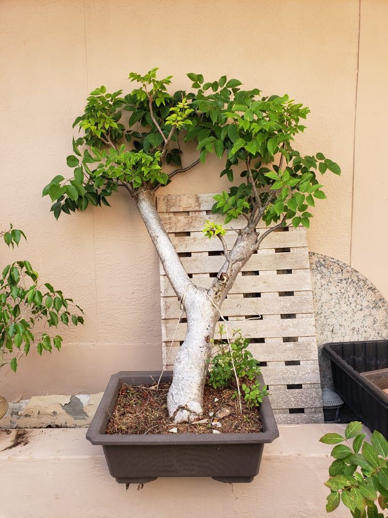 Gumbo limbo xlarge bonsai