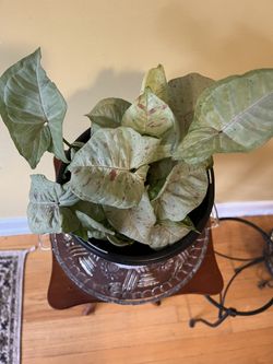 🎊Syngonium Plant🎊