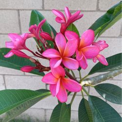 Plumerias