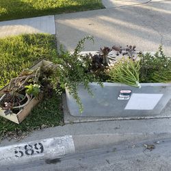 Free succulent on the curb
