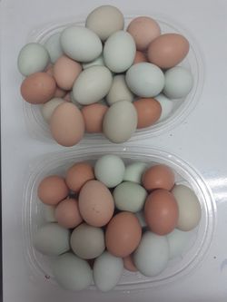 Fresh Chicken Eggs. 