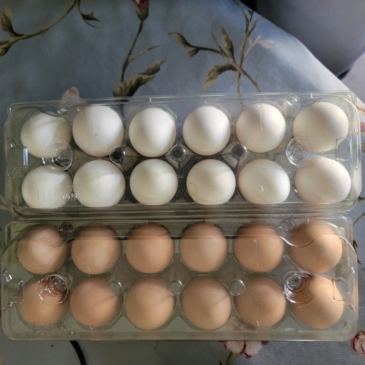 Fresh Eggs 2 Dozen