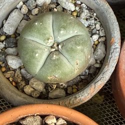 Lophophora cactus