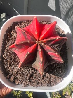 $50 - Imported Gymnocalycium mihanovichii (cactus plant)