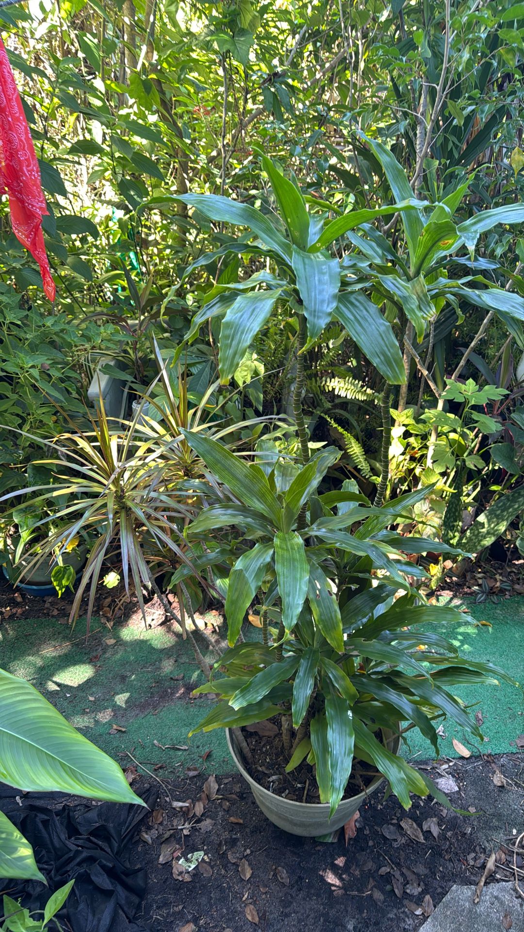 Corn Plant With Three Dragon Tree