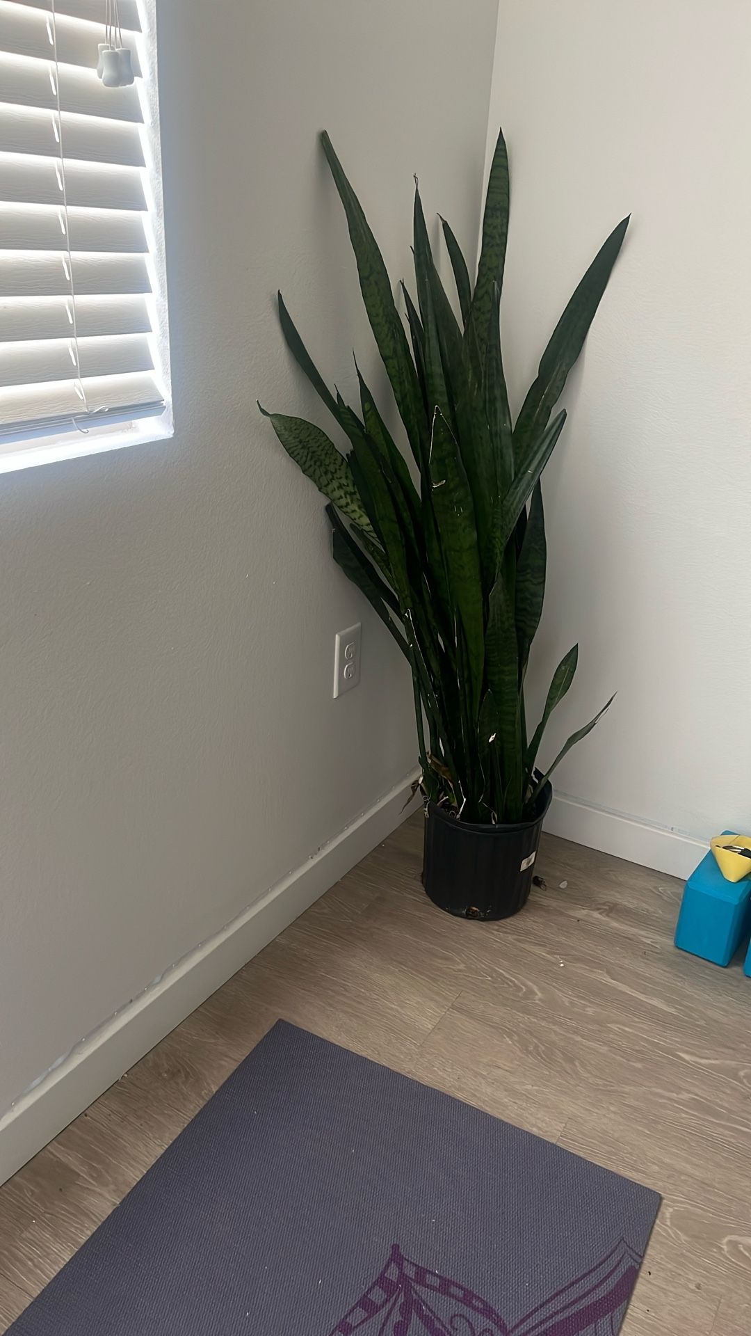 snake plant