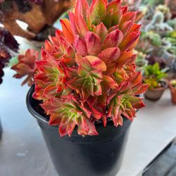 🌱Succulents Sale 🌱