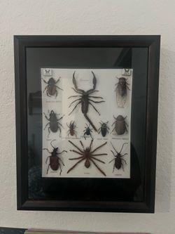 Insect Display