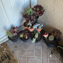Succulents 