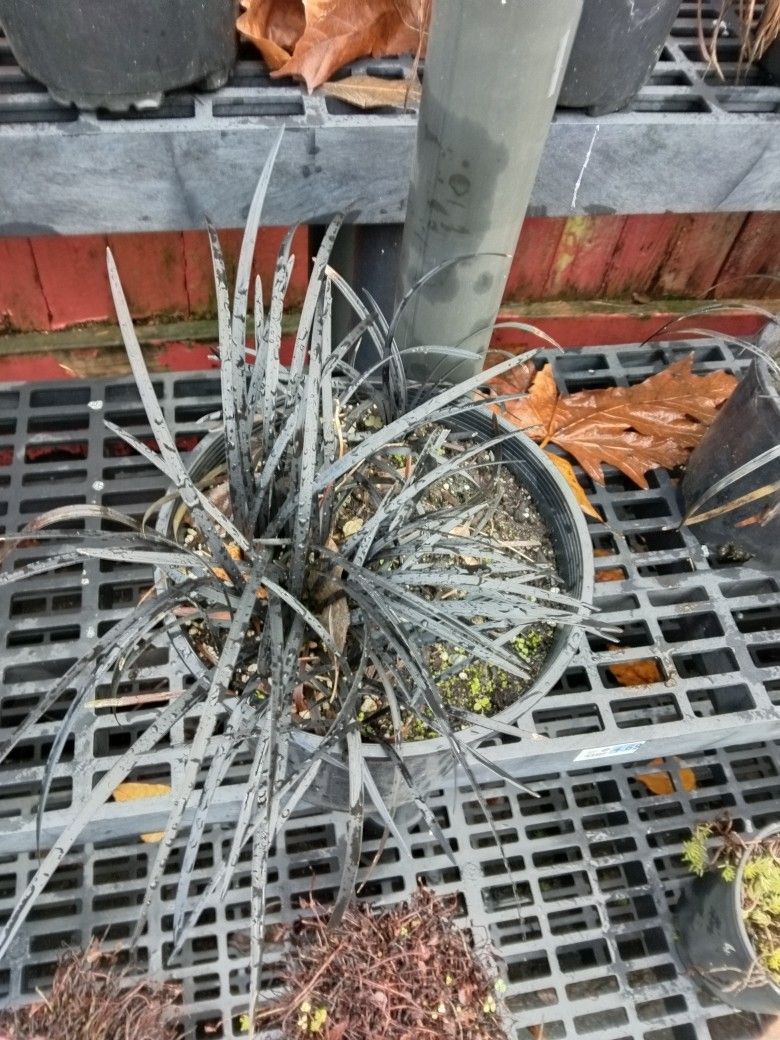 Black Grass, 2 Gal , $ 15 Each. Have Several.