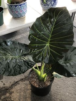 $ 75 Each Collectible plants Regal Shield