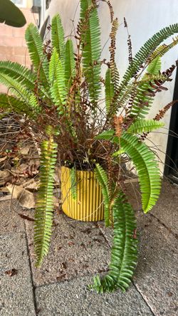 Beautiful Contemporary Planter With Growing Plant 🪴