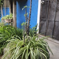 Corona De  Cristo And  Spider