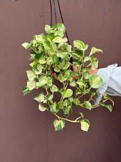 6” Manjula harlequin pothos
