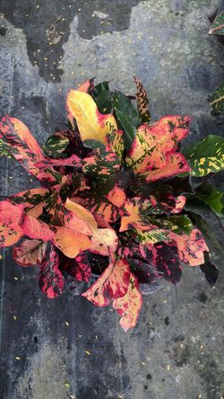Croton Magnificent | 3 Gallons