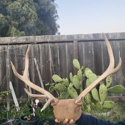 Elk Antlers 