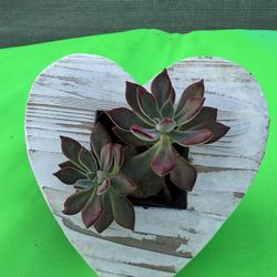 Corazon Con Suculenta 