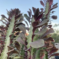 Luck Cactus - Euphorbia Rubra