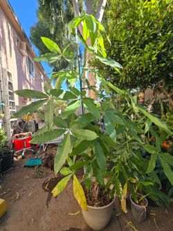 Money tree