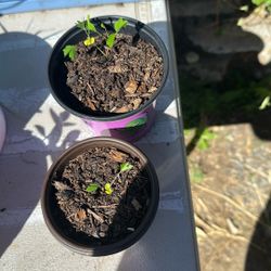 Sensitive Plant
