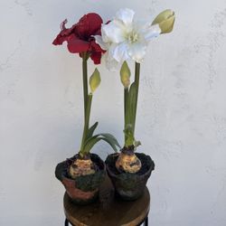 Artificial Amaryllis In Ceramic Pots 