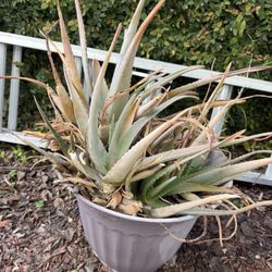 Large Aloe Vera plant 