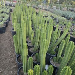 San Pedro Cactus 