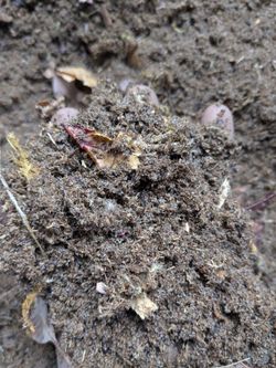 premium bioactive garden soil