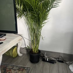 Healthy Palm Plant 