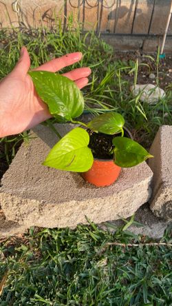 Mixed Pothos Like And Green/cream Variegated