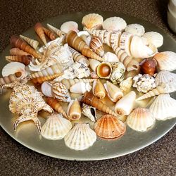 100+ Decorative Seashells $10 for All 
